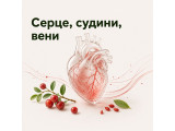 Серце, судини, вени