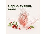 Серце, судини, вени