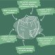 Органічні підгузки-трусики Eco by Naty Розмір 6 (16+ кг) 18 шт